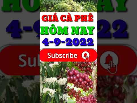 Video Giá cà phê ngày hôm nay 4-9-2022 \\ thị trường nông... - youtube