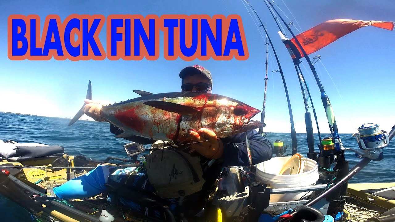 Dania Beach Kayak Fishing offshore Vertical Jigging Black Fin Tuna