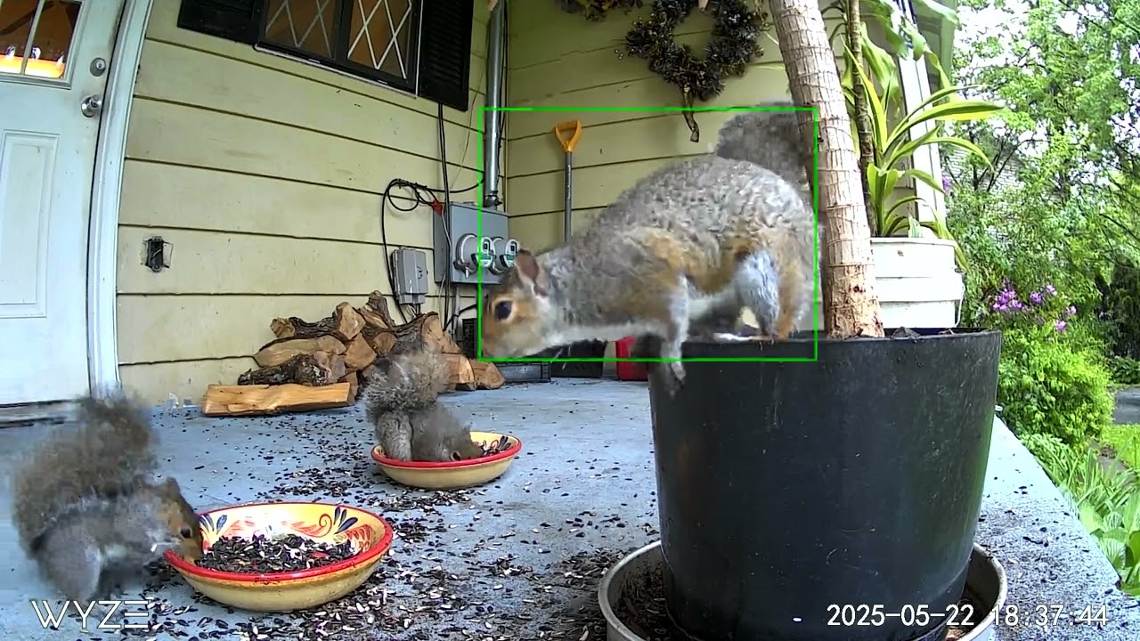 Squirrels out of control,. 