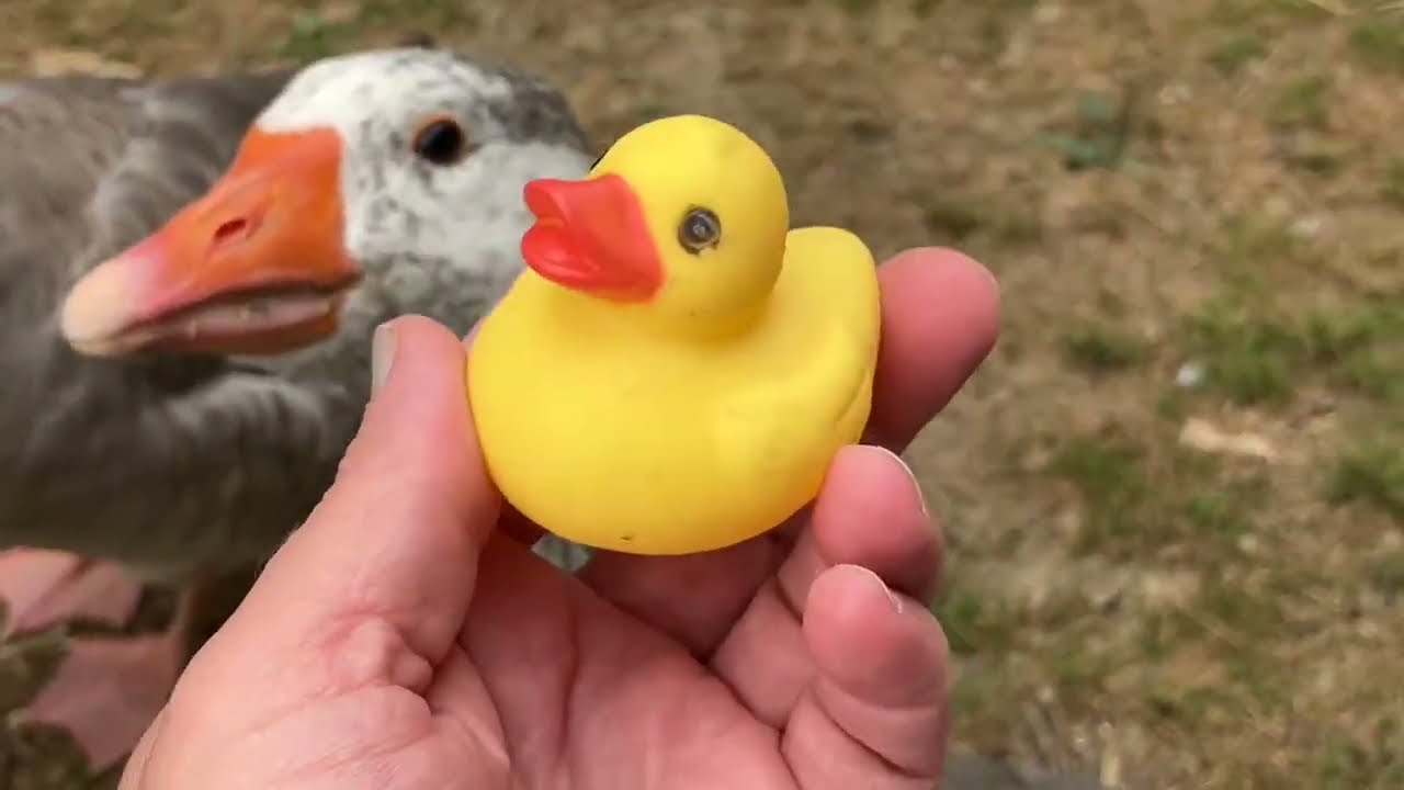 This Goose Had to Choose ONE Rubber Duck…
