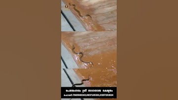 തിടമ്പെഴുന്നള്ളിപ്പിനോടൊപ്പം പേരമംഗലത്തപ്പൻ നാഗരാജാവ് എഴുന്നള്ളുന്നത് കണ്ട് നോക്കൂ#nagaraja