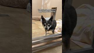 Download Lagu 3 Ways To Support Senior Dogs | The Pack MP3 Download Lagu 3 Ways To Support Senior Dogs | The Pack MP3