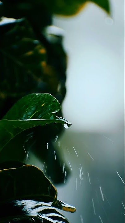 i-find-peace-in-rain-aesthetic-video-shorts-youtubeshorts-rain