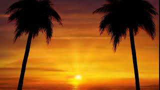 Palm Tree Sunset Motion Graphics, No Copyright Videos, Motion Background , Animation,  ☯55