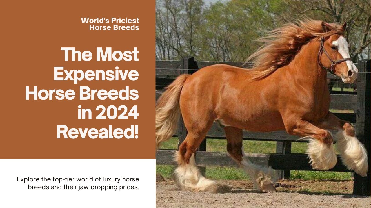 most expensive horse breeds in the world 2024 | rare horse breeds - YouTube