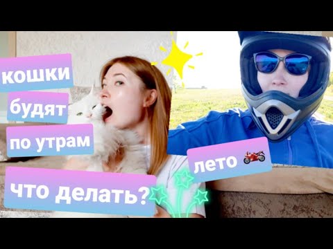 Кошки будят по утрам, не дают спать, что делать? Летние радости и развлечения