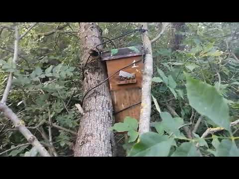 видео: КАКУЮ из ДВУХ ЛОВУШЕК ВЫБЕРЕТ  БРОДЯЧИЙ РОЙ ПЧЁЛ ???Фильм о том как поймать рой пчёл.