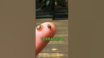Making a Terrarium For Tiny Snails!🐌
