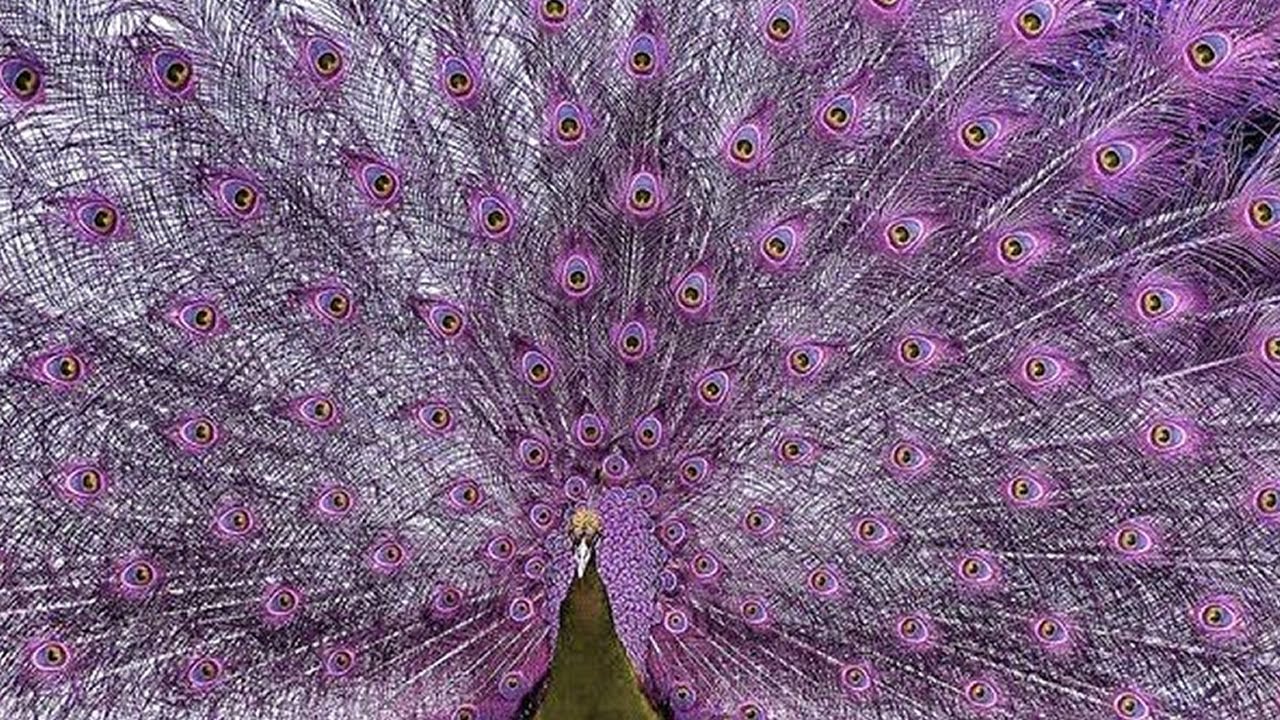 7 Paons Exotiques Uniques Au Monde - YouTube