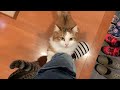 お父さんを健気に出迎える猫がかわいい