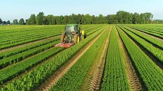 Pine Seedling Top Clipping At Arborgen Nurseries