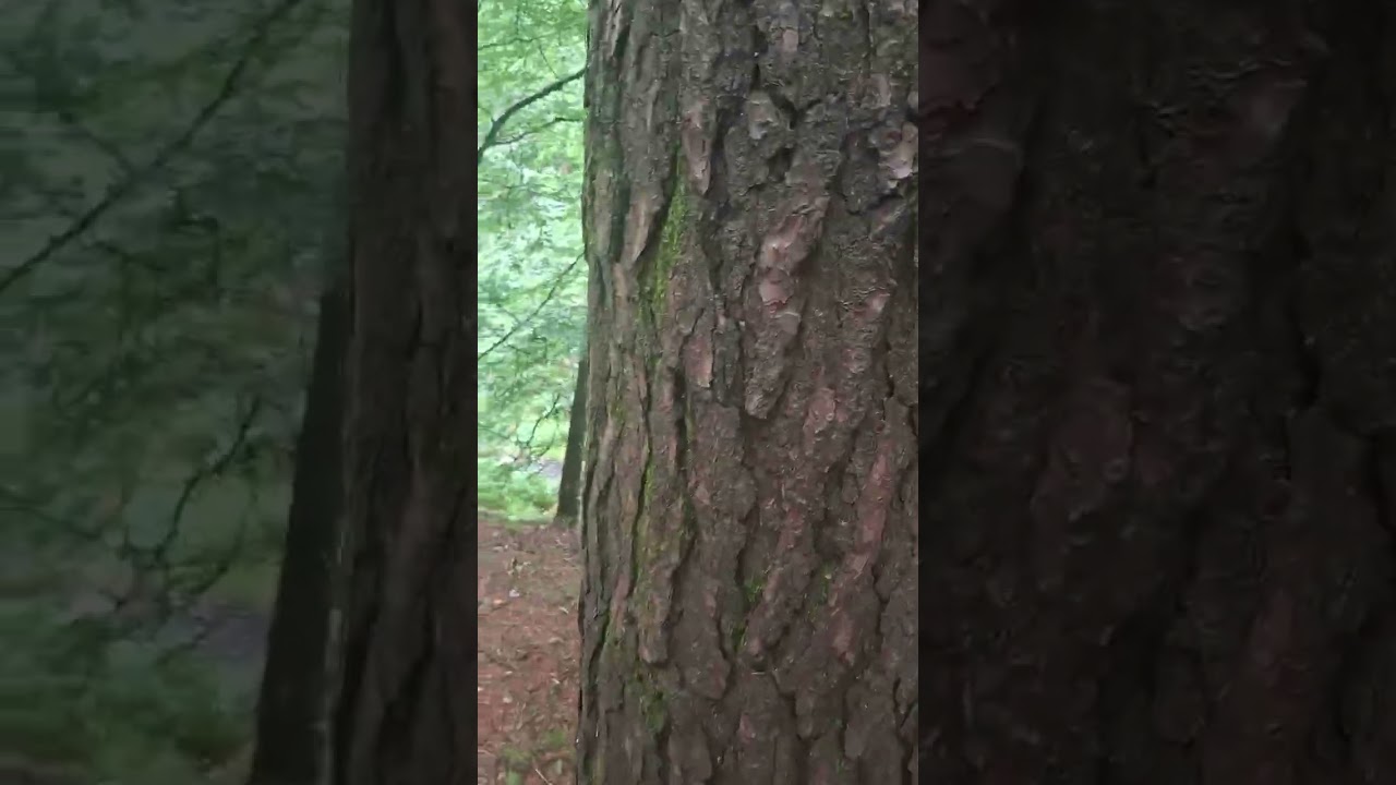 Exploring Djouce Woods, County Wicklow, Ireland
