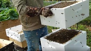 Winter Prep - Transferring Bees to Polyurethane Hive (from wood hive)