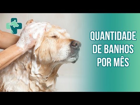 Vídeo: Quantas Vezes Você Deve Dar Banho Em Seu Cão?