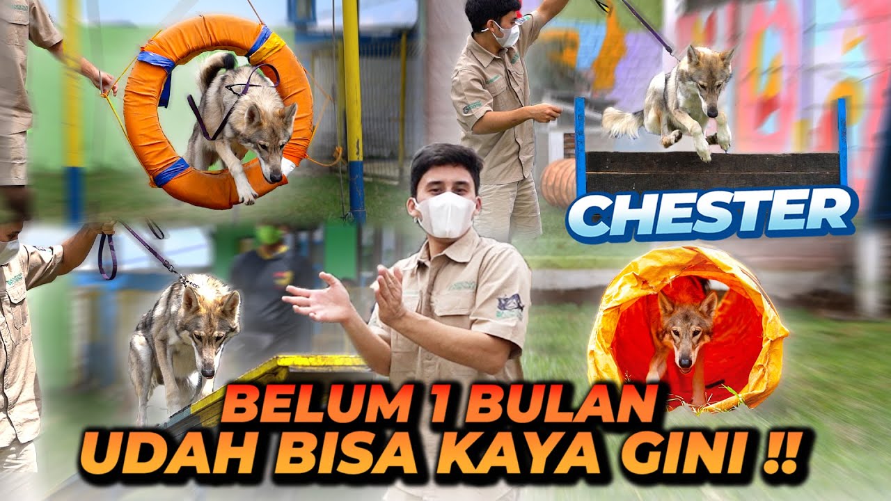 JENGUK CHESTER KE SEKOLAHNYA ! ALSHAD KAGET SEKARANG  CHESTER UDAH BISA GINI !!