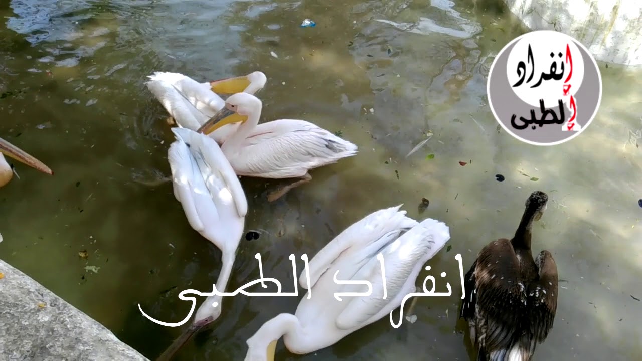 شاهد بالفيديو اجمل وزة وبطة فى العالم - YouTube