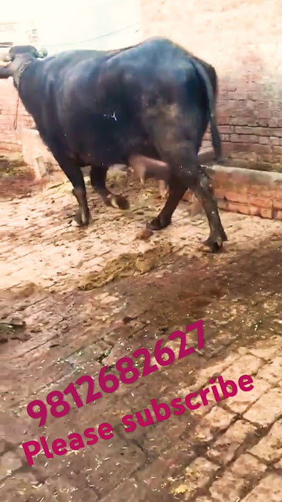 #murrah #buffalo #for #sell #dairyfarm #makar #dairyfarm #sorts #vairalvideo  9812682627