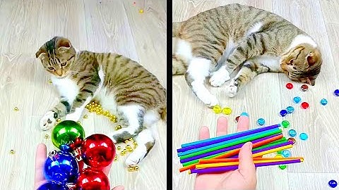 Cat Marbles Satisfying Reverse Video ASMR Funny Video