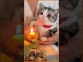 Happy Birthday Cats عيد ميلاد سعيد قطتي Happy Birthday Cats عيد ميلاد سعيد قطتي