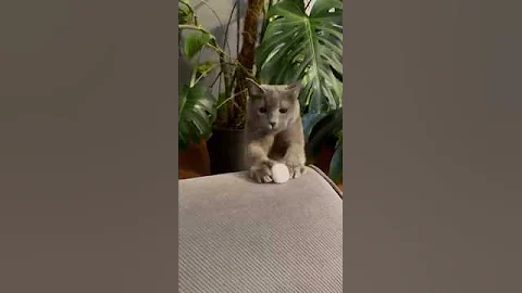 Watch the video about 😹 #cat #funny #gaming #foryou #fyp #short #shorts #cute #trending #trend #music #latino #viral #pet