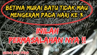 PENYEBAB BETINA MURAI BATU TIDAK MENGERAM PADA HARI KE 3 • FAHAMI PERMASALAHANNYA ‼️