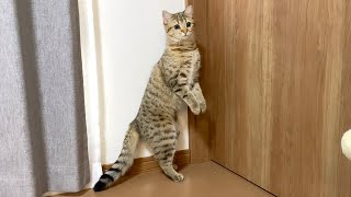 しまちゃんは二本足で立つことを覚えたようです…！