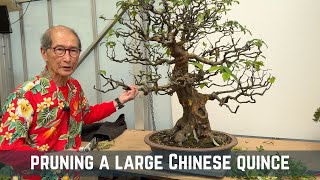 Pruning a Large Chinese Quince