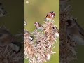 بتبتة حسون الشوك Goldfinch Stimulation Birdslover الحسون Goldfinchsinging Chardonneret 