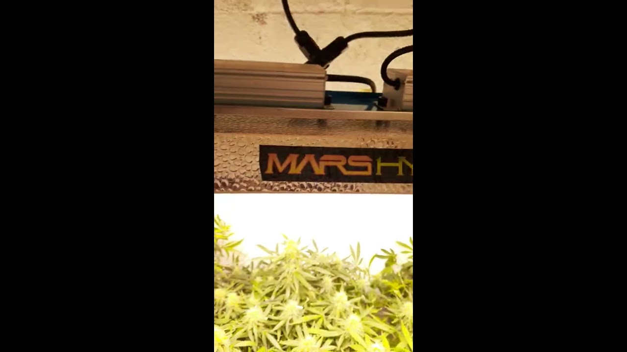 Mars hydro tsl 2000 grow on pineapple Express and lsd auto. Barney's seed farm. Medical cannabis