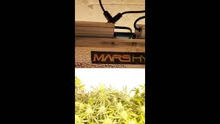 Mars hydro tsl 2000 grow on pineapple Express and lsd auto. Barney's seed farm. Medical cannabis