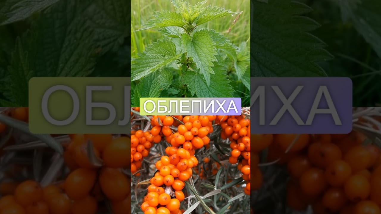 Какие травы заменяют витаминные препараты  Шиповник заменит витамин С 