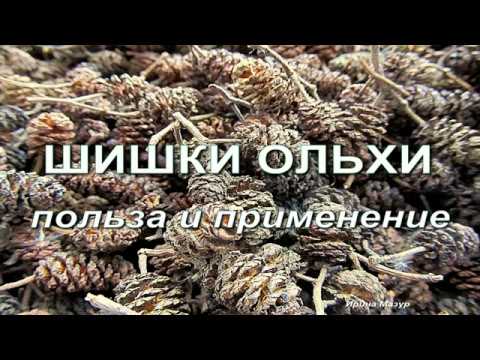 Шишки ольхи. Польза и применение.