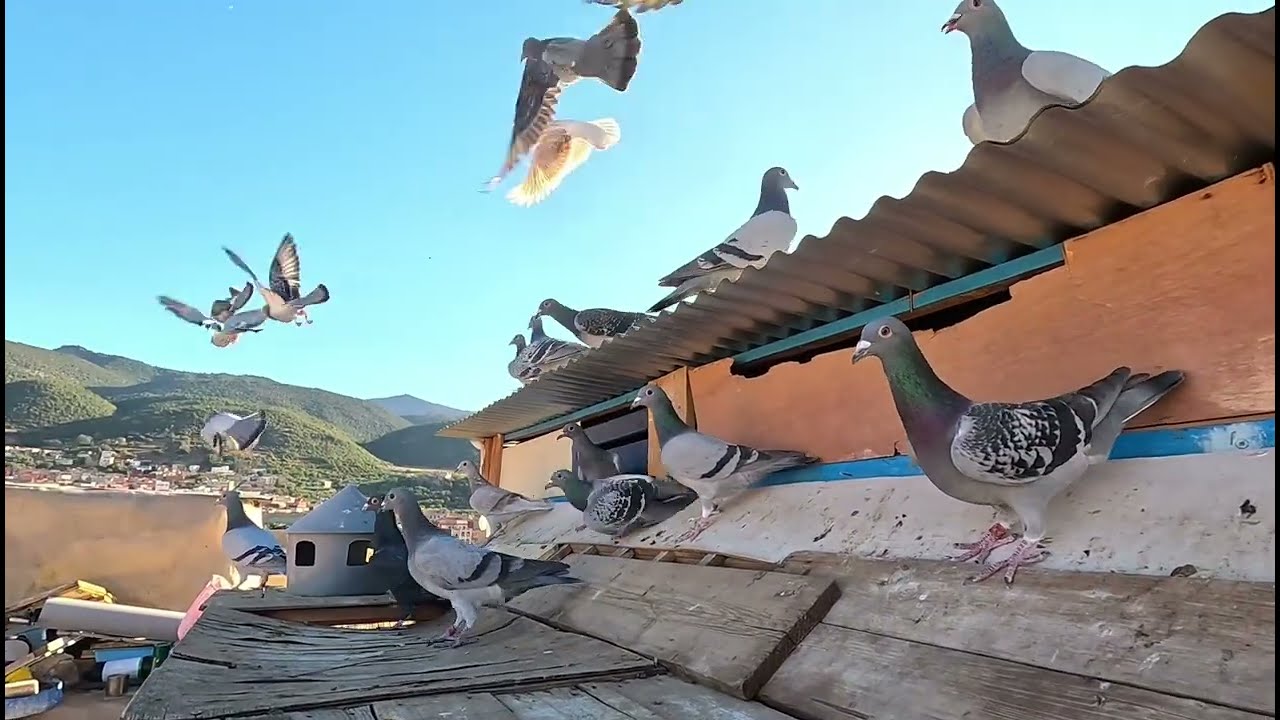 توليعة مع الطيران الحر.....🕊️👀 أول يوم للتدريب الحمام الزاجل 