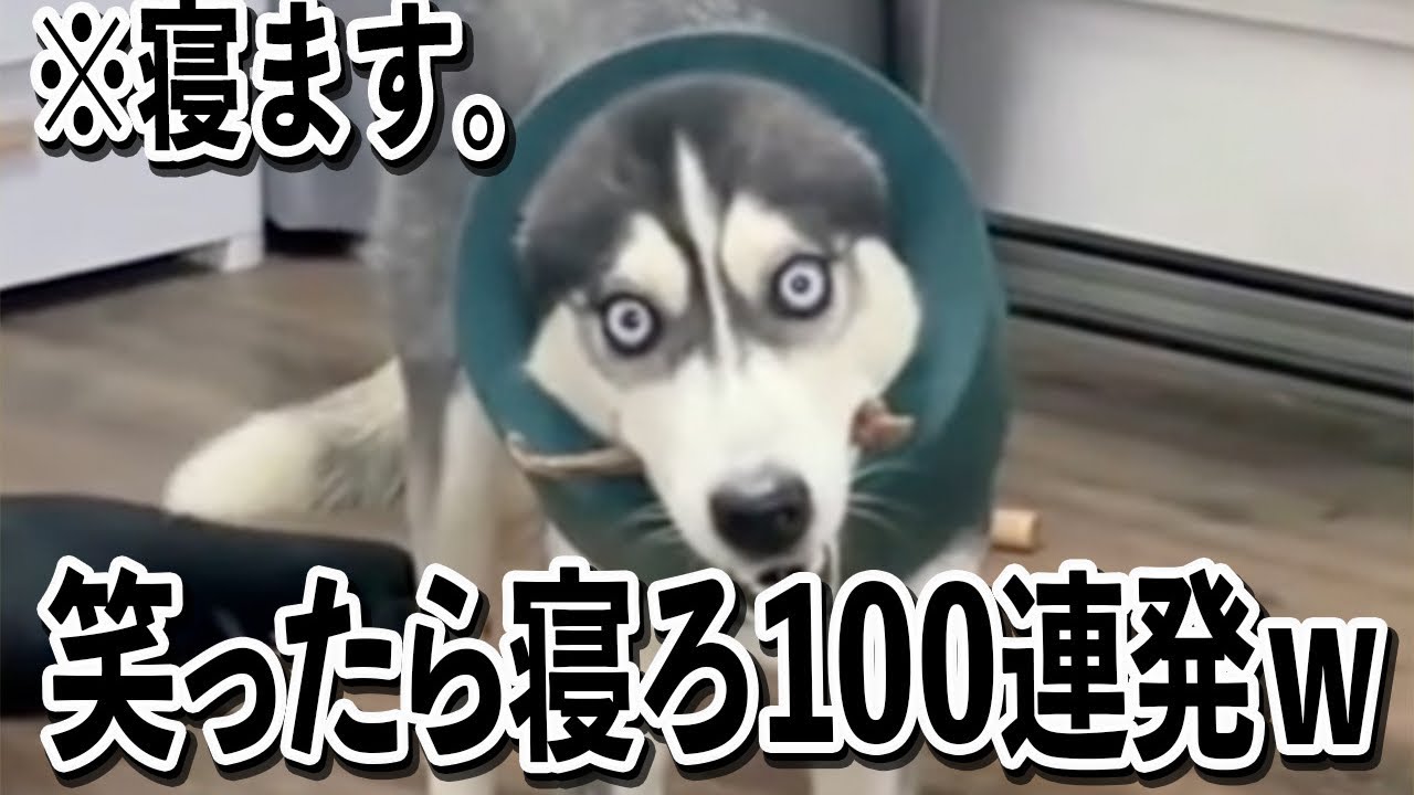 【何やってんだよww】ツッコミどころ満載な面白犬動画見て笑ったら寝ろww