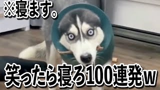 【何やってんだよww】ツッコミどころ満載な面白犬動画見て笑ったら寝ろww