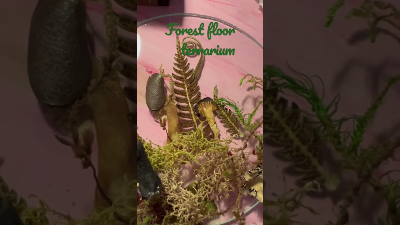 Forest floor terrarium 