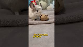 Of my cuteness ☺️🐭 #pets #shortsviral #cute #petsrule #subscribe #beautiful #chinchilla #viral