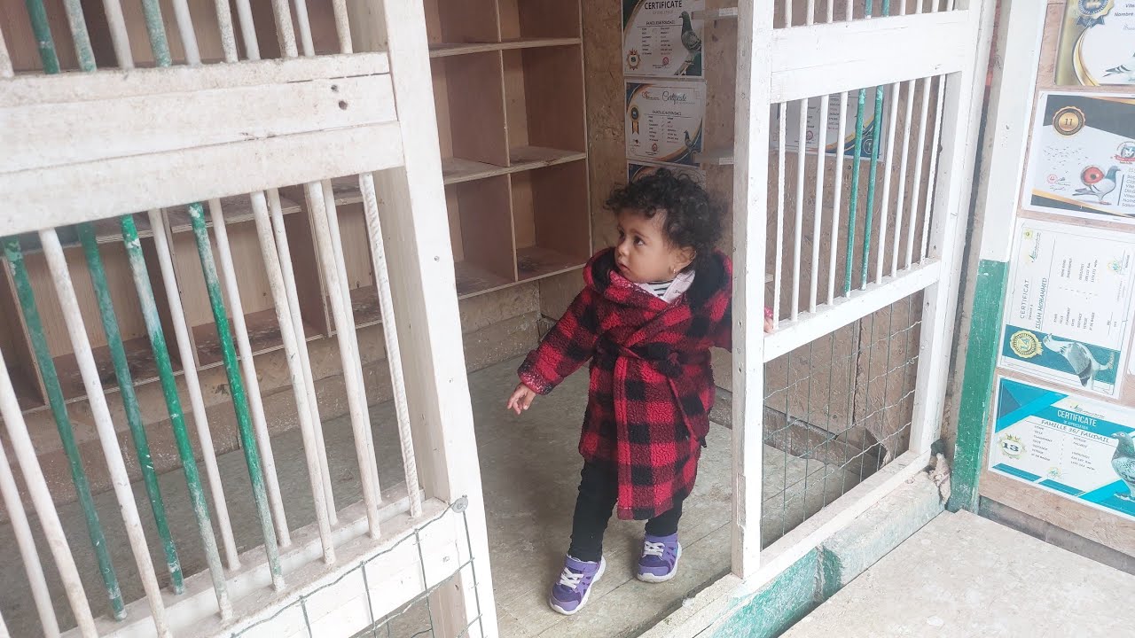 سباق اليوسفية🕊🕊دخول الحمام  المشارك في السباق في صحة جيدة💚⚘️ياقوت مولعة معانا✌️✌️