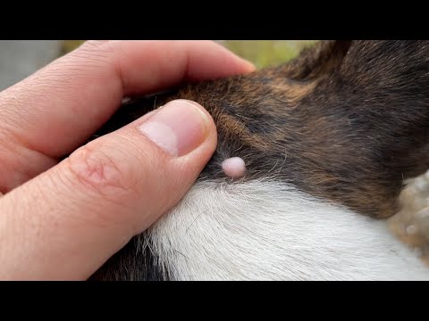 【ブルテリア】いぼチャコ日記【良性】