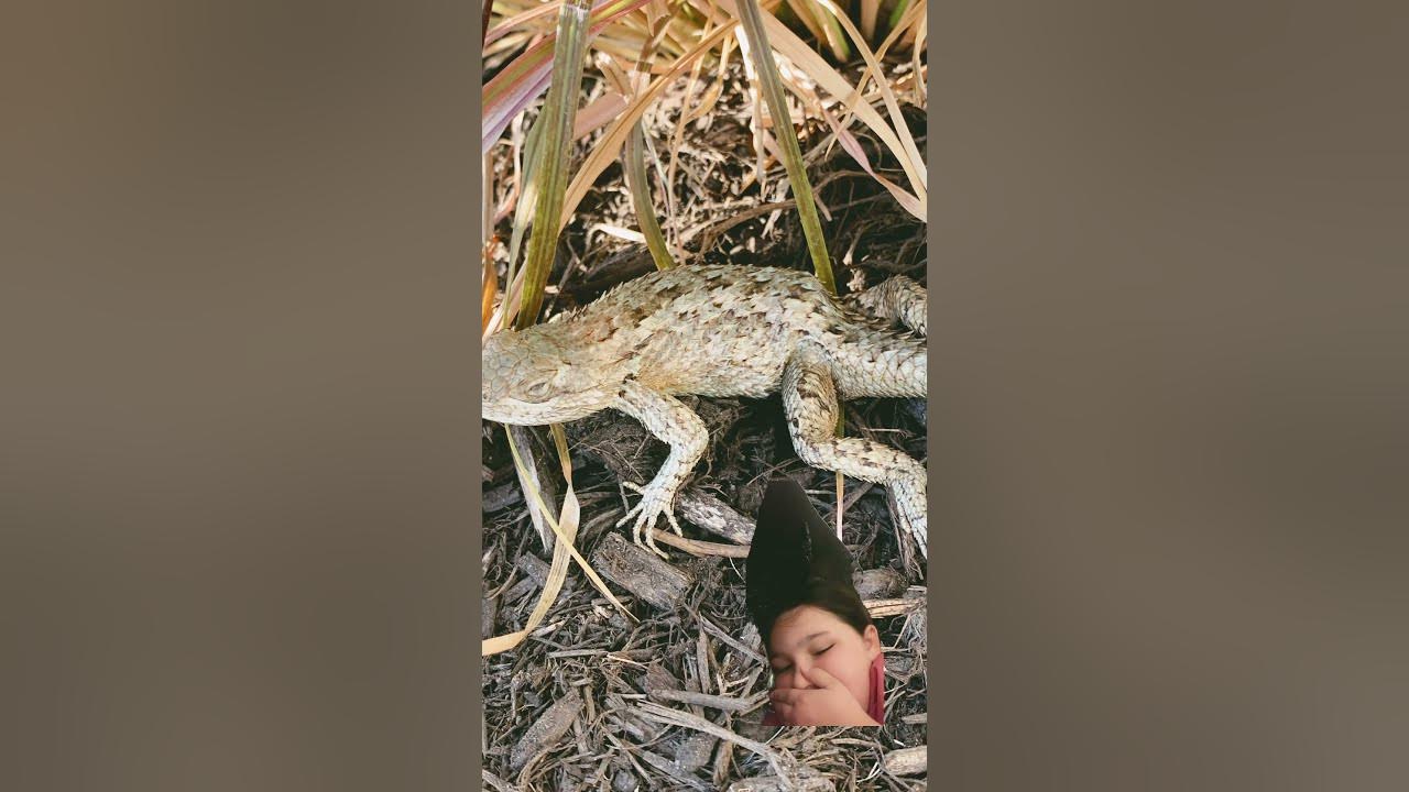 my-pet-died-and-i-am-really-sad-i-was-crying-so-much-we-buried-on-my