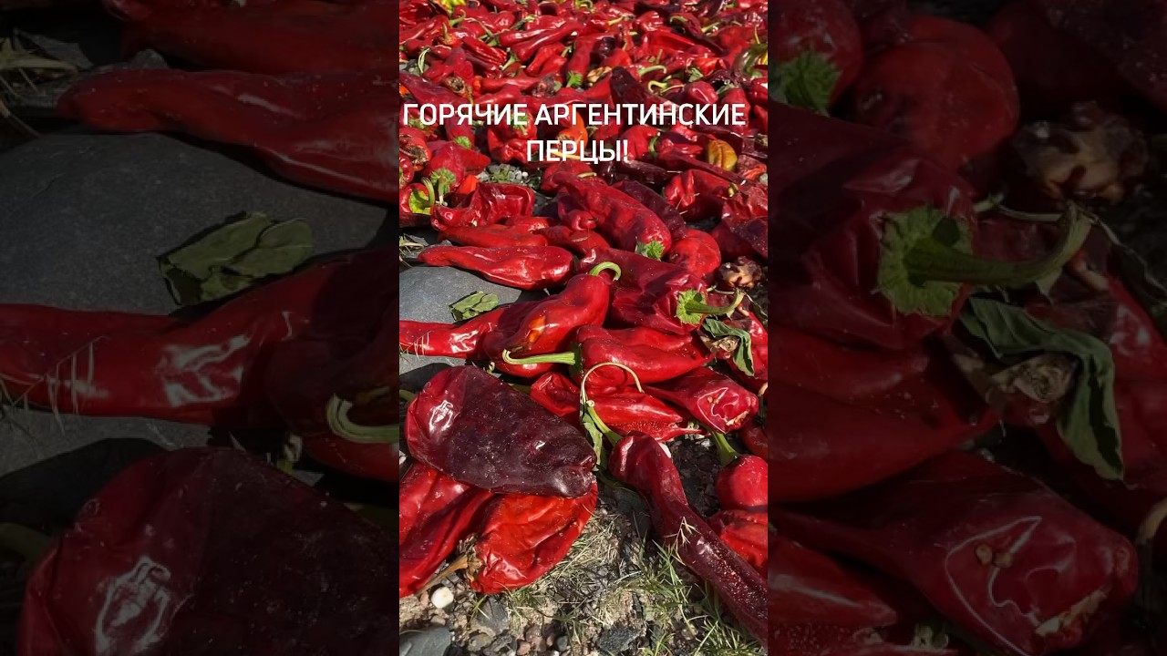 #кругосветка