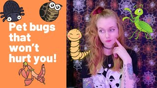 Pet Bugs That Cant Hurt You No Venom, No Fangs, No Drama