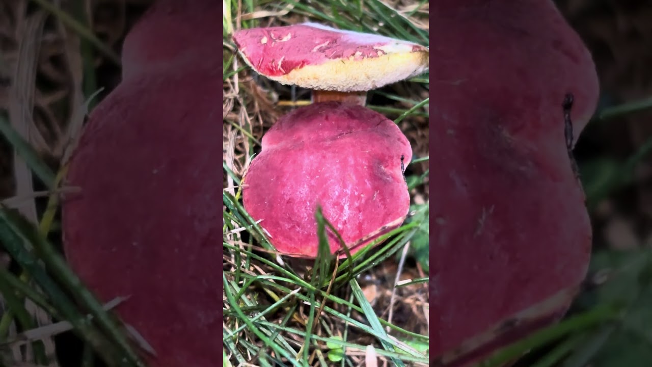 Red mushroom surprise close up mushroom 🍄