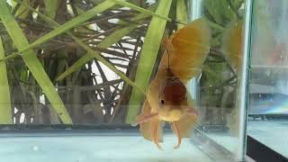 3287 Male Bronze Oranda