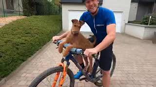 Irish terrier Pluto going for a Mtb ride!