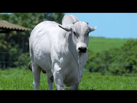 LOTE 48 - CSCN 22684