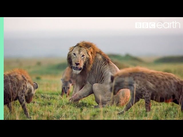 10 TOP Natural History Moments | BBC Earth class=