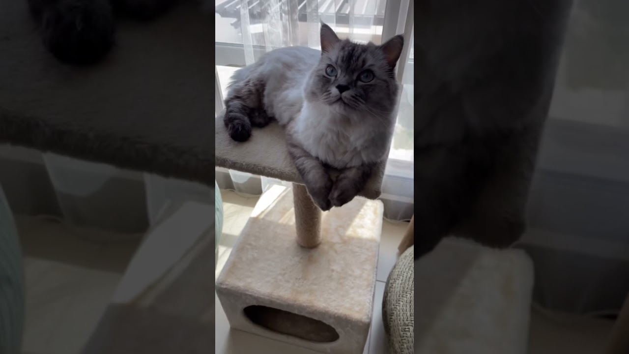 Cat Before vs After Haircut