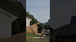 Loyal to the End: A Dog’s Brave Sacrifice#shorts #wholesum