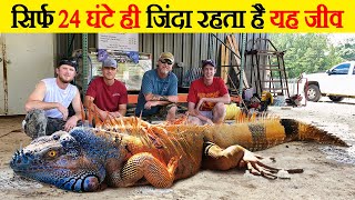 दुनिया के 10 सबसे कम दिन जिंदा रहने वाले जानवर | Top 10 Shortest Lifespan Animals in the world